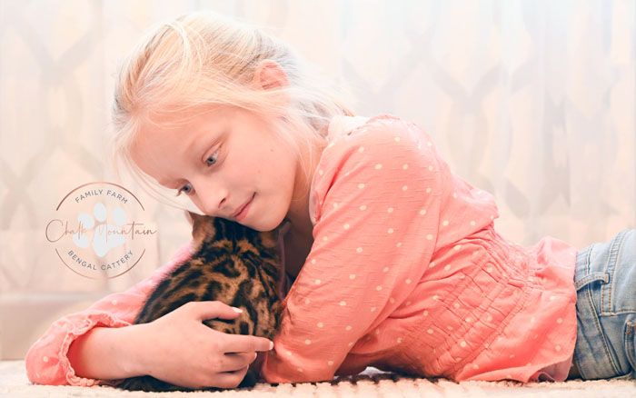 Bengal kitten for sale